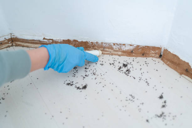 Best Local Pest Control Services  in Shinglehouse, PA